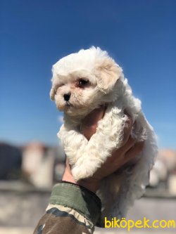 DİZAYN IRK MALTİPOO 2