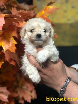 DİZAYN IRK MALTİPOO 1