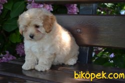 DİZAYN IRK MALTİPOO 2