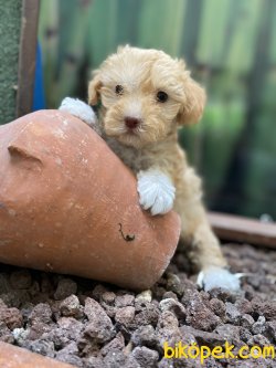 DİZAYN IRK MALTİPOO 3