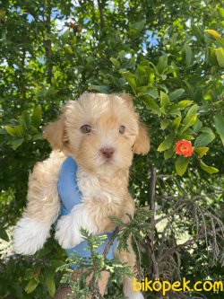 DİZAYN IRK MALTİPOO 1