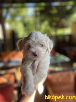 DİZAYN IRK MALTİPOO 3