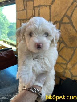 DİZAYN IRK MALTİPOO 1