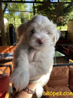 DİZAYN IRK MALTİPOO 2