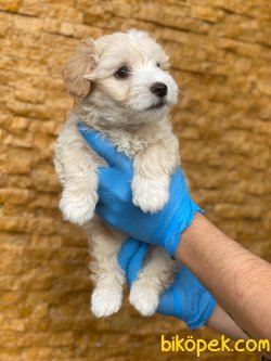 DİZAYN IRK MALTİPOO 2