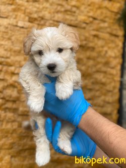 DİZAYN IRK MALTİPOO 1