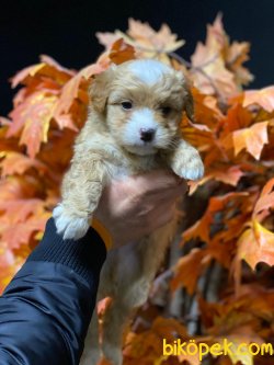 DİZAYN IRK MALTİPOO 1