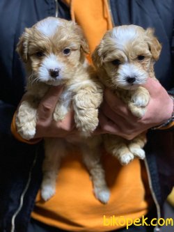 DİZAYN IRK MALTİPOO 3