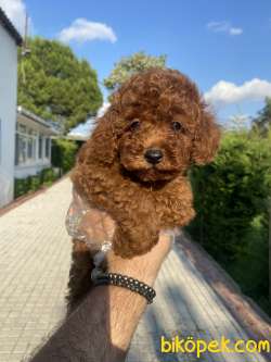 Bir Çok Seçenek Ile Toy Poodle 1