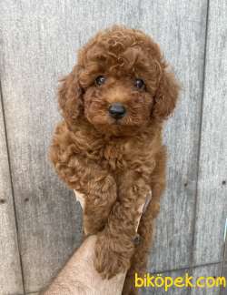 Bir Çok Seçenek Ile Toy Poodle 2