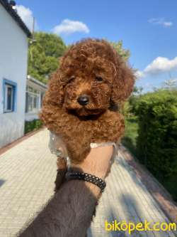 Bir Çok Seçenek Ile Toy Poodle 3