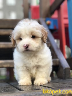 Dizayn Irk Maltipoo 2