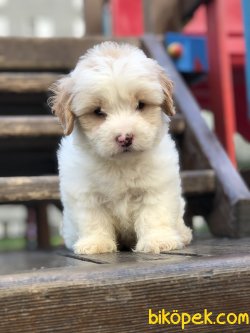 Dizayn Irk Maltipoo 3
