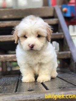 Dizayn Irk Maltipoo 1