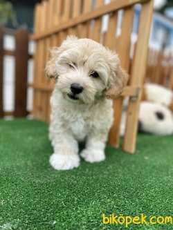 DİZAYN IRK MALTİPOO 4