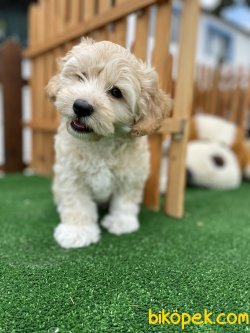 DİZAYN IRK MALTİPOO 3
