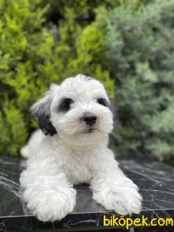 Dizayn Irk Maltipoo 2