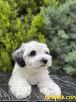 Dizayn Irk Maltipoo 3