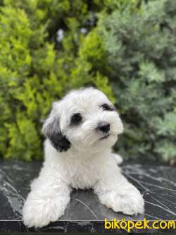 Dizayn Irk Maltipoo 1