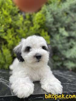 Dizayn Irk Maltipoo 4