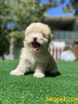 DİZAYN IRK MALTİPOO BEBEKLER 3