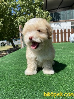 DİZAYN IRK MALTİPOO BEBEKLER 2