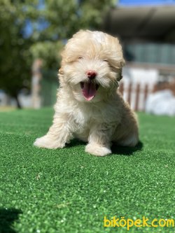 DİZAYN IRK MALTİPOO BEBEKLER 1