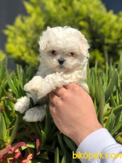 DİZAYN IRK MALTİPOO BEBEKLER 2