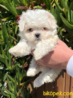 DİZAYN IRK MALTİPOO BEBEKLER 1