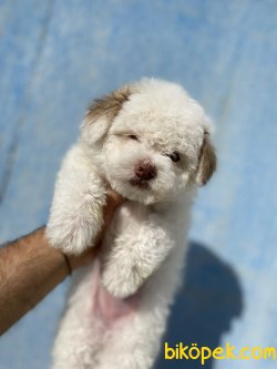 DİZAYN IRK MALTİPOO BEBEKLER 1