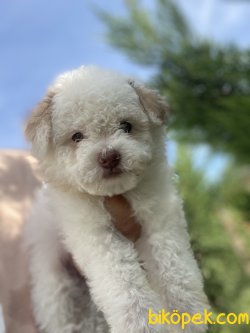 DİZAYN IRK MALTİPOO BEBEKLER 3