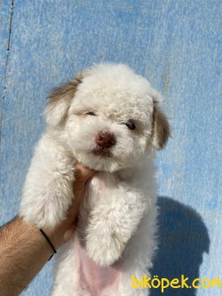 DİZAYN IRK MALTİPOO BEBEKLER 2