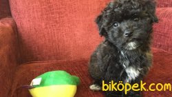 ÖZEL RENK DİZAYN IRK MALTİPOO BEBEKLERİMİZ 2