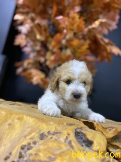 DİZAYN IRK MALTİPOO BEBEKLERİMİZ 3
