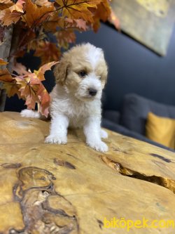 DİZAYN IRK MALTİPOO BEBEKLERİMİZ 1