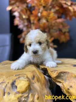 DİZAYN IRK MALTİPOO BEBEKLERİMİZ 2