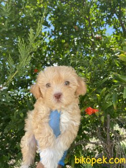 DİZAYN IRK MALTİPOO BEBEKLERİMİZ 3