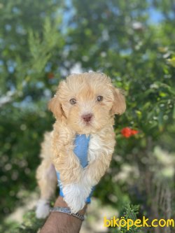 DİZAYN IRK MALTİPOO BEBEKLERİMİZ 1
