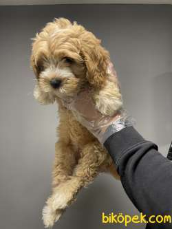 Dizayn Irk Maltipoo Bebeklerimiz Antialerjik 2