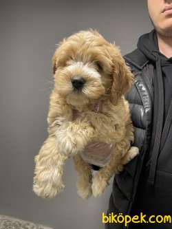 Dizayn Irk Maltipoo Bebeklerimiz Antialerjik 4