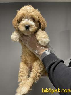 Dizayn Irk Maltipoo Bebeklerimiz Antialerjik 3