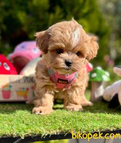 Dizayn Irk Maltipoo Büyümeyen Yavrular 3