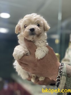 Dizayn Irk Maltipoo Nadir Yeni Üretim Irk Yavrularımız 2