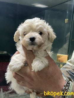 Dizayn Irk Maltipoo Nadir Yeni Üretim Irk Yavrularımız 1