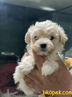 Dizayn Irk Maltipoo Nadir Yeni Üretim Irk Yavrularımız 3