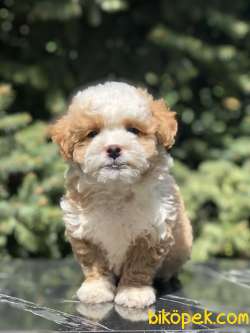 Dizayn Irk Maltipoo Yavru 2