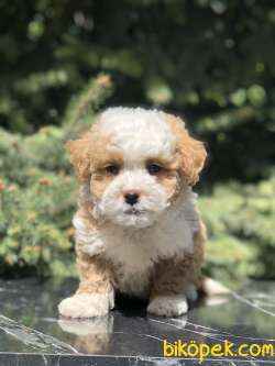 Dizayn Irk Maltipoo Yavru 1
