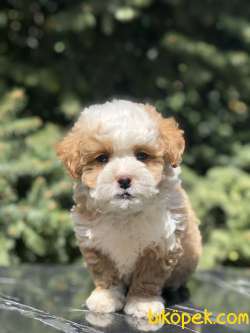 Dizayn Irk Maltipoo Yavru 3