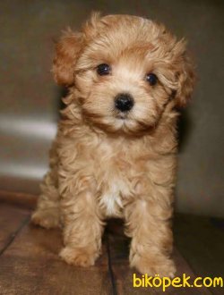 Malti̇poo Yavrular Di̇zayn Irk 2