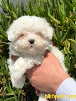 DİZAYN IRK MALTİPOO YAVRULAR 1